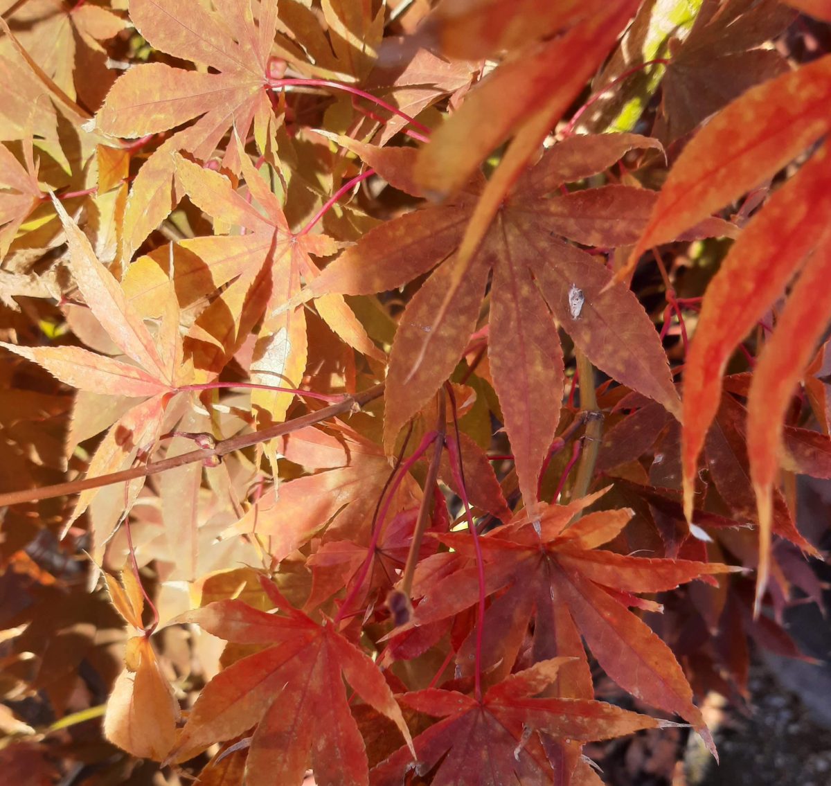 Acer palmatum Osakazuki a