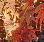 Acer palmatum 'Osakazuki'