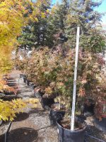 Acer palmatum 'Osakazuki' - Image 2