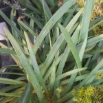 Agapanthus 'Peter Pan ALBA'