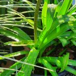 Agapanthus 'Storm Cloud'