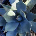 Agave parryi