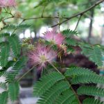 Albizia julibrissin LOW BRANCH