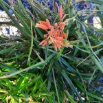 Aloe 'Johnson's Hybrid'