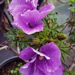 Alyogyne huegelii 'Santa Cruz' STD