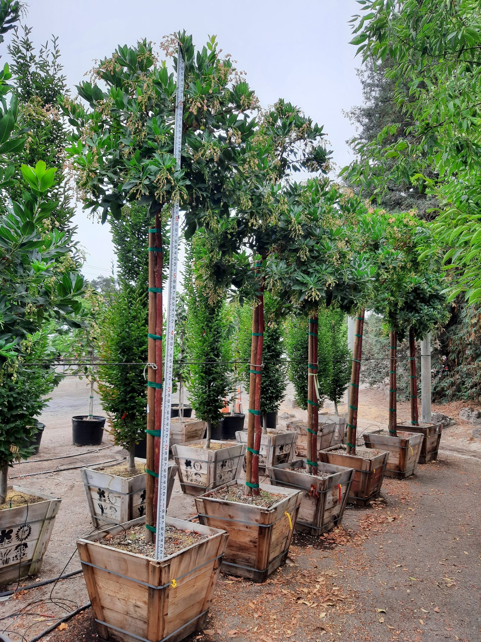 Arbutus marina STD Urban Tree Farm Nursery