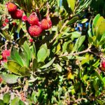 Arbutus unedo STD