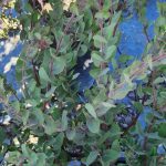 Arctostaphylos 'Lester Rowntree'