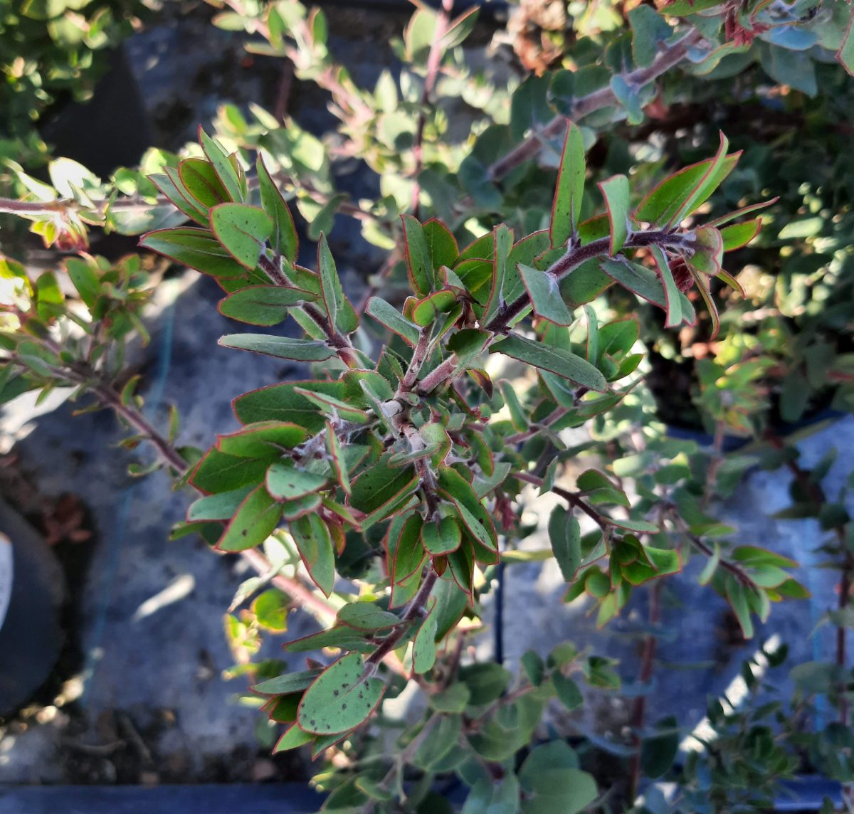 Arctostaphylos Lester Rowntree b scaled