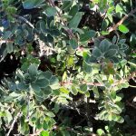 Arctostaphylos edmundsii 'Carmel Sur'