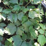 Astilbe chinensis 'Visions in Pink'