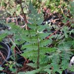 Athyrium filix-femina