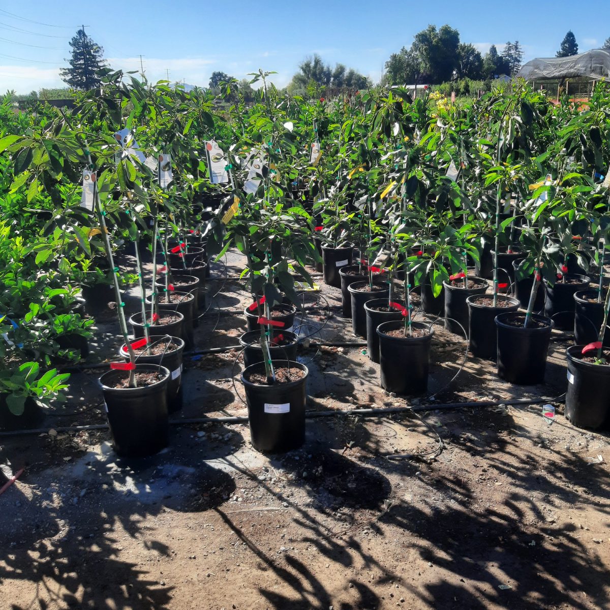 Fruit | Urban Tree Farm Nursery