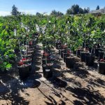 Avocado 'Mexicola Stuart/Stewart'