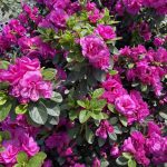 Azalea 'Happy Days' PATIO