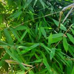 Bambusa oldhamii