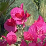 Bougainvillea 'San Diego Red' TRELLIS
