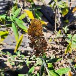 Buddleja weyeriana 'Honeycomb'