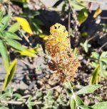 Buddleja weyeriana 'Honeycomb' - Image 2