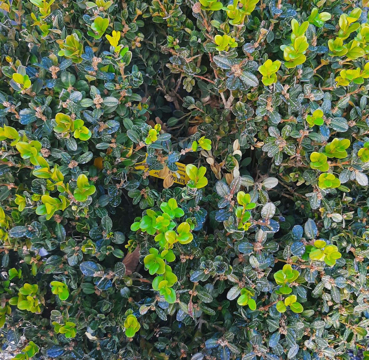 Buxus microphylla Faulkner