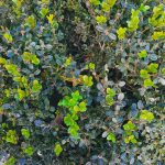 Buxus microphylla 'Faulkner'