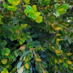 Buxus microphylla japonica 'Baby Gem' GLOBE 18-20"