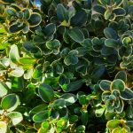 Buxus microphylla japonica 'Green Beauty'