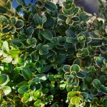 Buxus microphylla japonica 'Green Beauty' GLOBE 15"