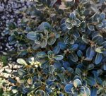 Buxus microphylla japonica 'Green Beauty' GLOBE - Image 2