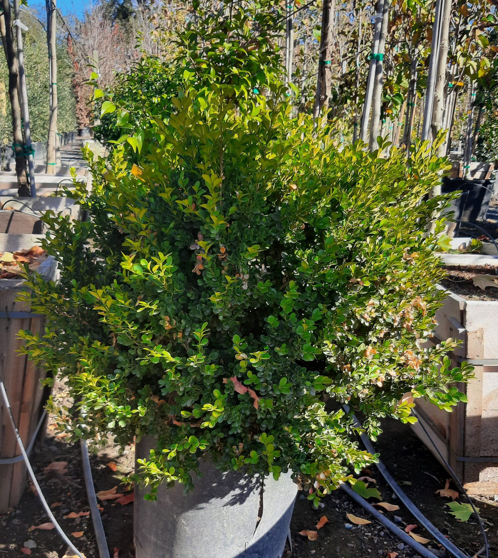 Buxus-microphylla-japonica-Green-Beauty-GLOBE-b Buxus microphylla japonica 'Green Beauty' GLOBE - Image 1