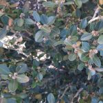 Buxus microphylla japonica 'Winter Gem'