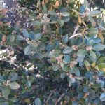 Buxus microphylla japonica 'Winter Gem' GLOBE 18-20"