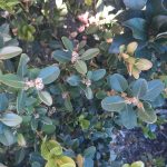 Buxus microphylla japonica 'Winter Gem' GLOBE 20-24"