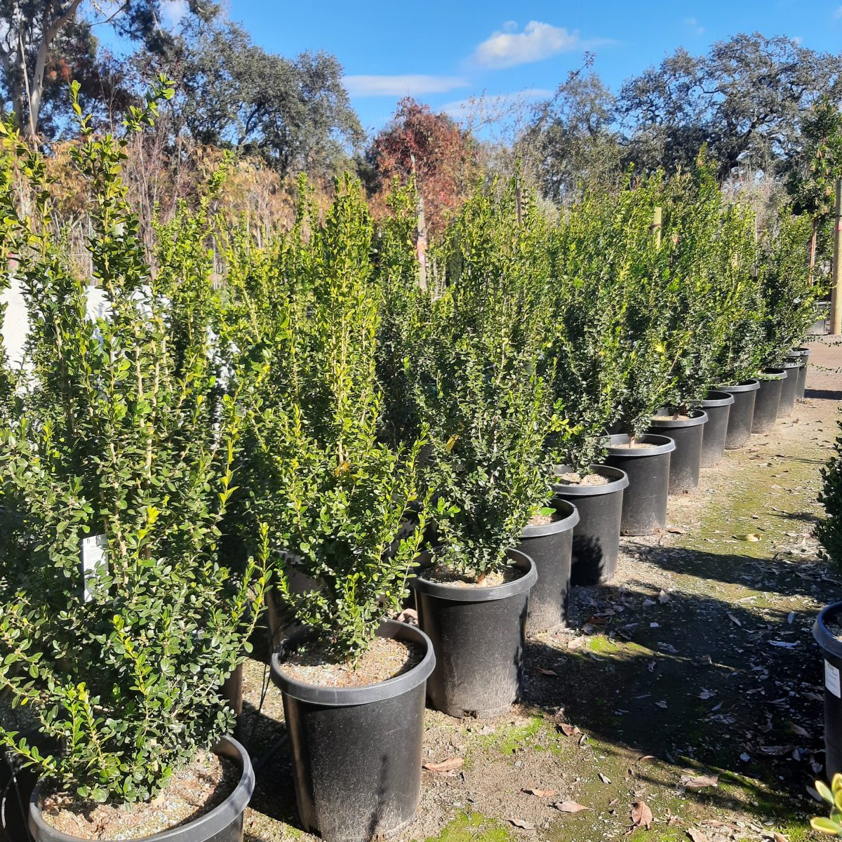 Buxus sempervirens 'Green Tower Monrue' | Urban Tree Farm Nursery