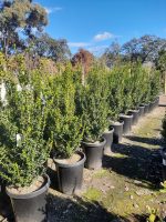 Buxus sempervirens 'Green Pillar'