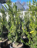 Buxus sempervirens 'Green Pillar' - Image 2