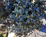 Buxus sempervirens 'North Star'