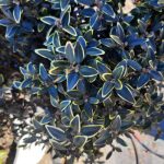 Buxus sempervirens 'North Star'