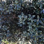 Buxus sempervirens 'North Star' - Image 2
