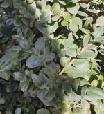 Buxus sempervirens 'Rotundifolia' GLOBE 30" - Image 2