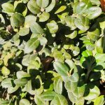 Buxus sempervirens 'Rotundifolia' GLOBE 30"