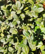 Buxus sempervirens 'Rotundifolia' GLOBE 30"