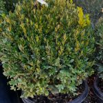 Buxus x 'Green Mountain' GLOBE 15"