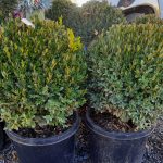 Buxus x 'Green Mountain' GLOBE