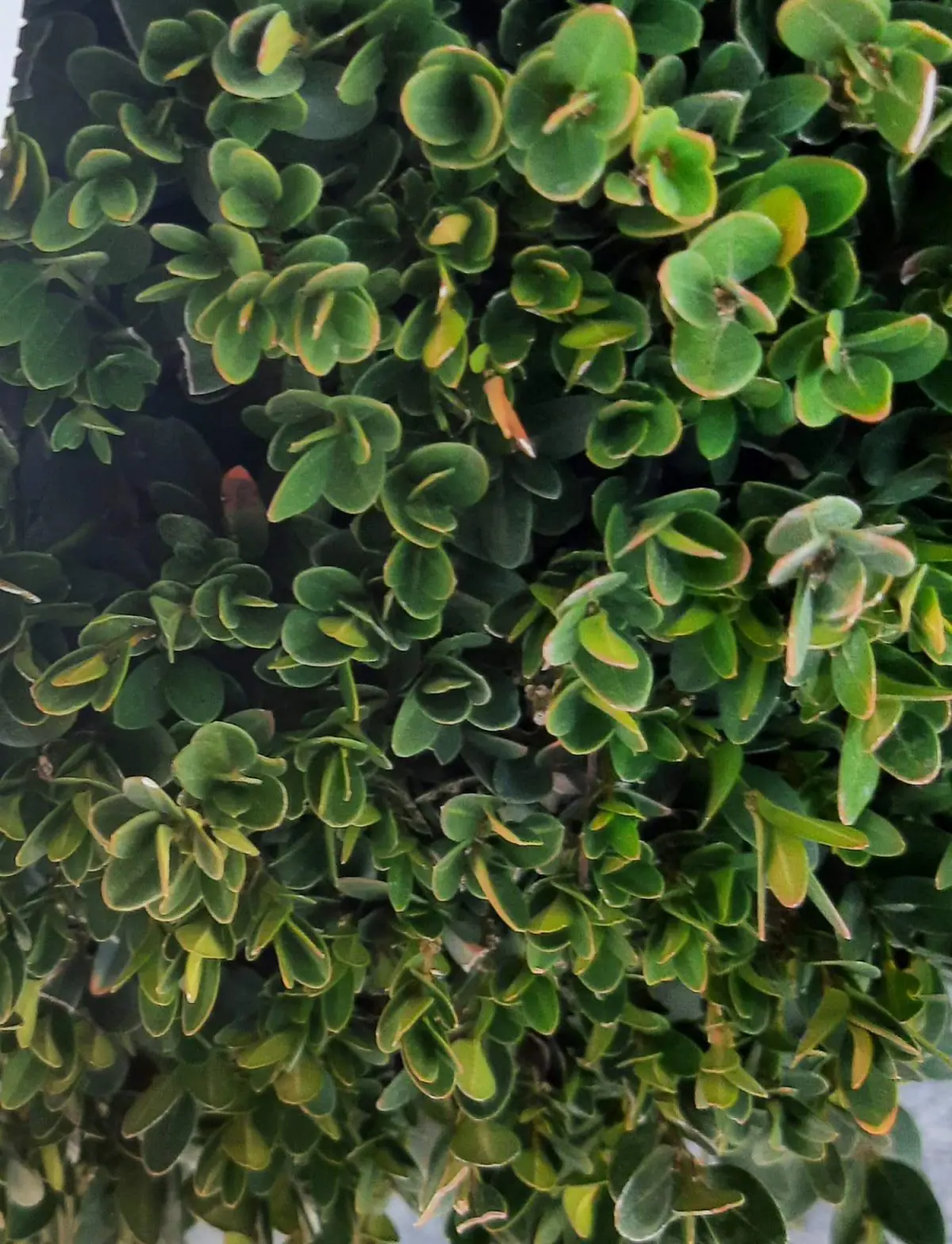Buxus-x-Green-Mountain-GLOBE-