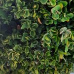 Buxus x 'Green Mountain' GLOBE 18-20"