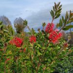 Callistemon citrinus