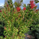 Callistemon citrinus TRELLIS