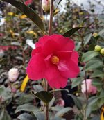 Camellia hybrid 'Freedom Bell' TRELLIS