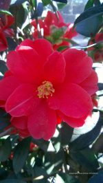 Camellia hybrid 'Freedom Bell' TRELLIS - Image 2